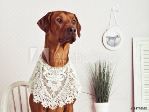 Bild på Rhodesian Ridgeback lady-dog in front of a vanity